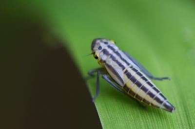 <i>Cicadella viridis</i>