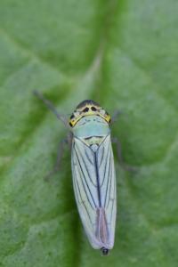 <i>Cicadella viridis</i>