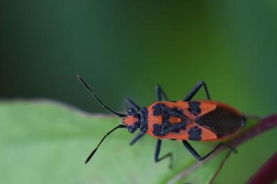 <i>Corizus hyoscyami</i>