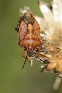 <i>Carpocoris purpureipennis</i>