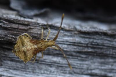 Syromastus rhombeus