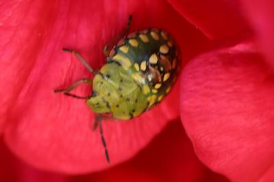 <i>Nezara viridula</i>