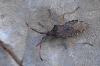 <i>Gonocerus acuteangulatus</i>