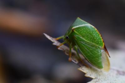 Stictocephala alta
