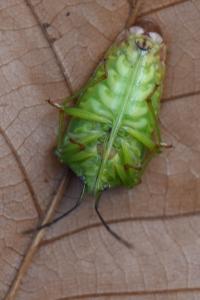 <i>Acanthosoma haemorrhoidale</i>