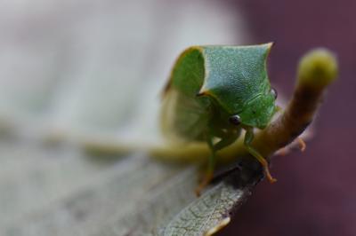 Stictocephala alta