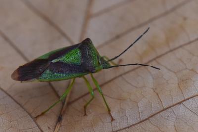 <i>Acanthosoma haemorrhoidale</i>