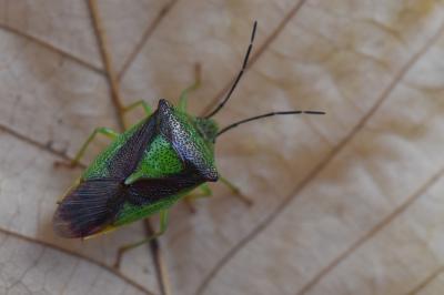 <i>Acanthosoma haemorrhoidale</i>