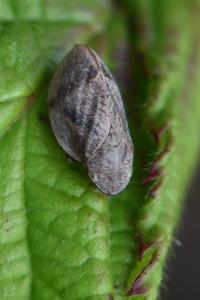<i>Lepyronia coleoptrata</i>