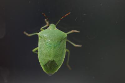 <i>Nezara viridula</i>
