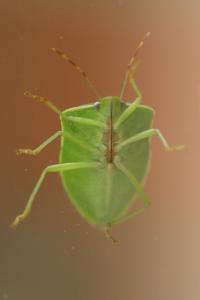 <i>Nezara viridula</i>
