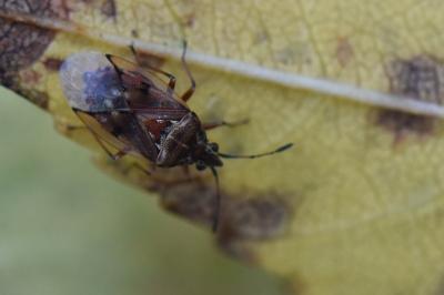 <i>Kleidocerys resedae</i>