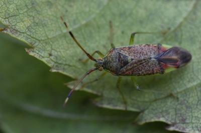 <i>Pantilius tunicatus</i>
