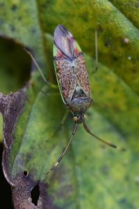 <i>Pantilius tunicatus</i>