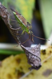 <i>Pantilius tunicatus</i>