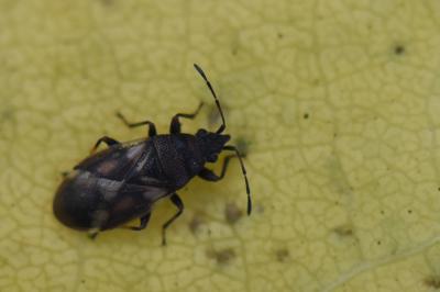 <i>Oxycarenus modestus</i>