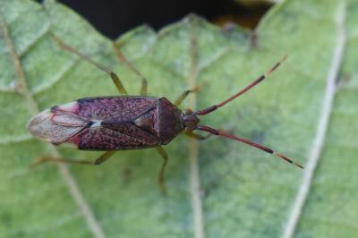 <i>Pantilius tunicatus</i>