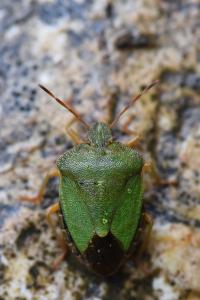 <i>Palomena prasina</i>