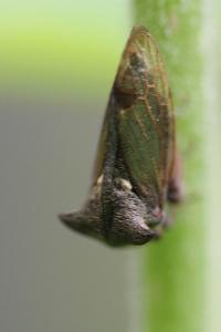 <i>Centrotus cornutus</i>