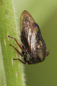 <i>Centrotus cornutus</i>