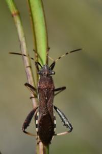 <i>Camptopus lateralis</i>