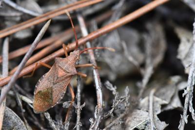 <i>Gonocerus acuteangulatus</i>