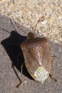 <i>Nezara viridula</i>