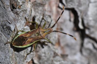 <i>Gonocerus juniperi</i>