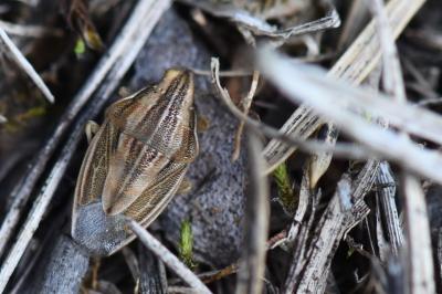 <i>Aelia acuminata</i>