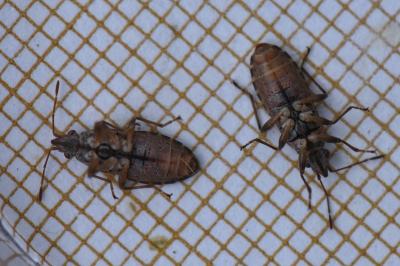 <i>Orsillus depressus</i>