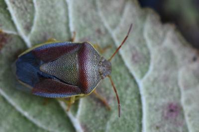 <i>Piezodorus lituratus</i>