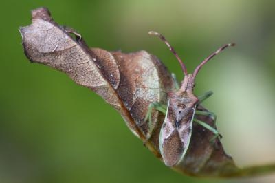 <i>Gonocerus juniperi</i>