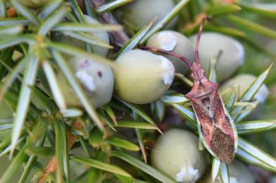 <i>Gonocerus juniperi</i>
