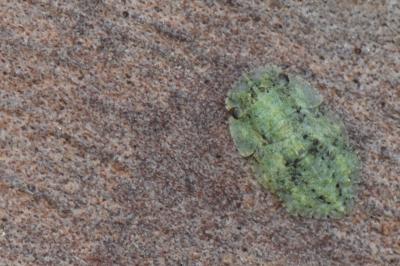 <i>Ledra aurita</i>