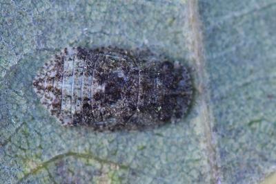 <i>Ledra aurita</i>
