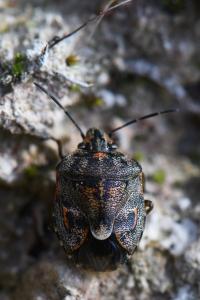 <i>Holcogaster fibulata</i>