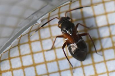 <i>Pilophorus cinnamopterus</i>