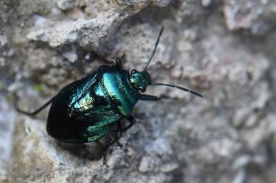 <i>Zicrona caerulea</i>