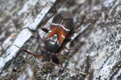 <i>Pilophorus cinnamopterus</i>