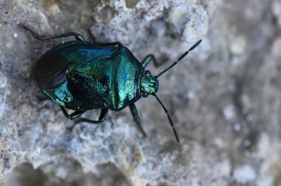 <i>Zicrona caerulea</i>