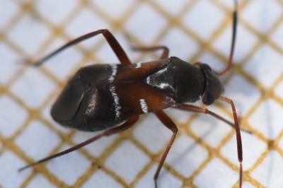 <i>Pilophorus cinnamopterus</i>