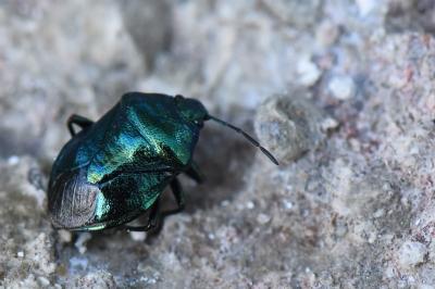 Zicrona caerulea