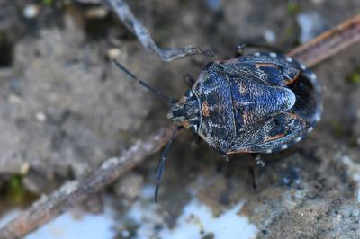 <i>Holcogaster fibulata</i>