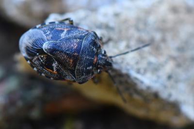 <i>Holcogaster fibulata</i>