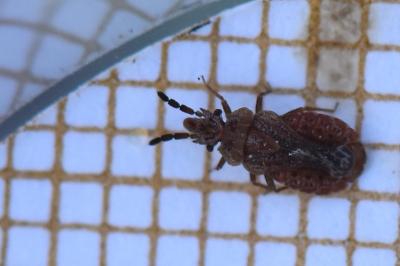 <i>Aradus cinnamomeus</i>