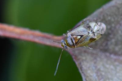 <i>Pinalitus cervinus</i>
