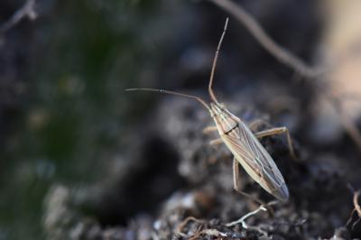 <i>Stenodema calcarata</i>