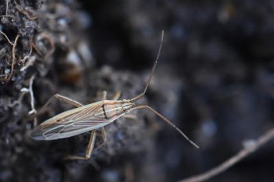 <i>Stenodema calcarata</i>