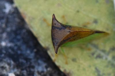 <i>Stictocephala alta</i>