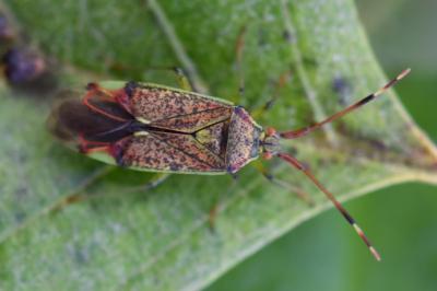 <i>Pantilius tunicatus</i>